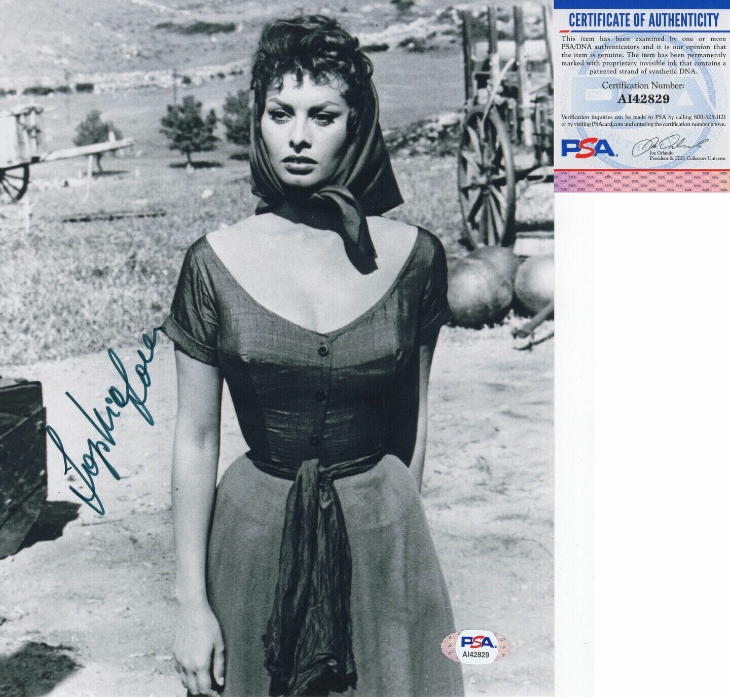 Sophia Loren Signed 8x10 Photo 13 PSA/DNA COA | Autographia