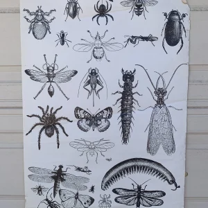 Bugs Insects School Educational Vintage 1960's 1970's 25.5" x 37.5" Poster #154