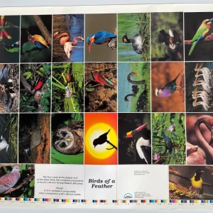Birds Of A Weather 23" x 29" Rare Vintage Poster Layout Sheet