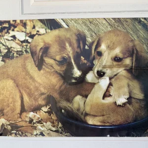 Studio One 4419 Puppies Vintage Poster 1972 ORIGINAL 24" x 34" #196