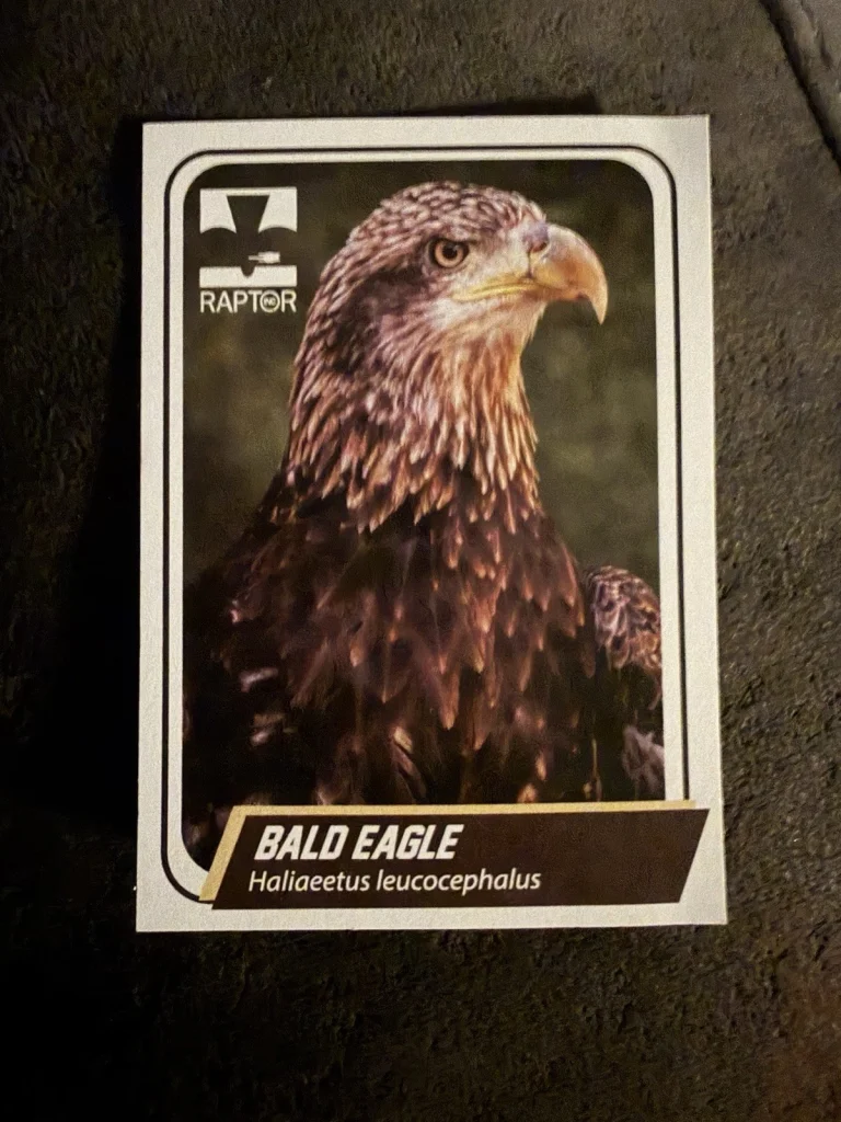 Bald Eagle Trading Card Raptor Inc. Issued Cincinnati Ohio